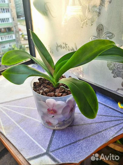 Орхидея фаленопсис Cosy Candy