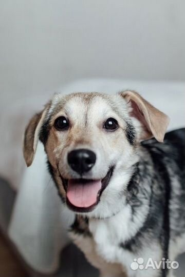 Щенок-девочка Пыжа