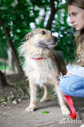 Чудо-собака в поисках дома
