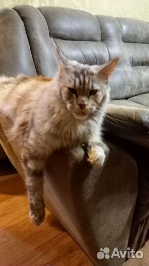 Вязка девочка мейн-кун