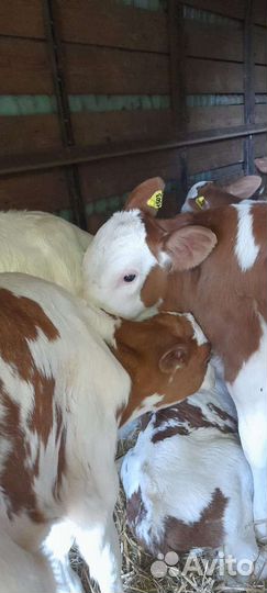 Бычки и телята