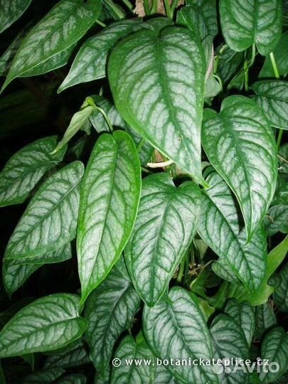 Монстера Сальвадор (сильтепекана)