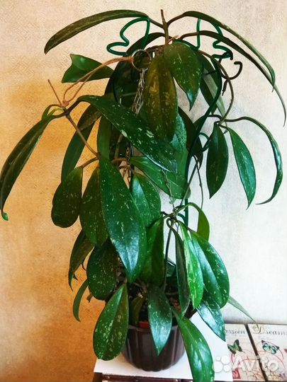 Хойя пубикаликс/hoya pubicalyx splash