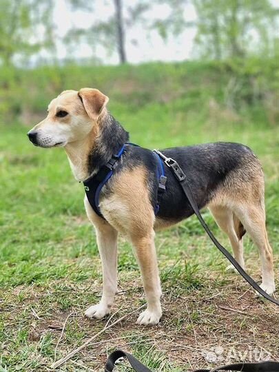 Лада ищет дом (собака из приюта)