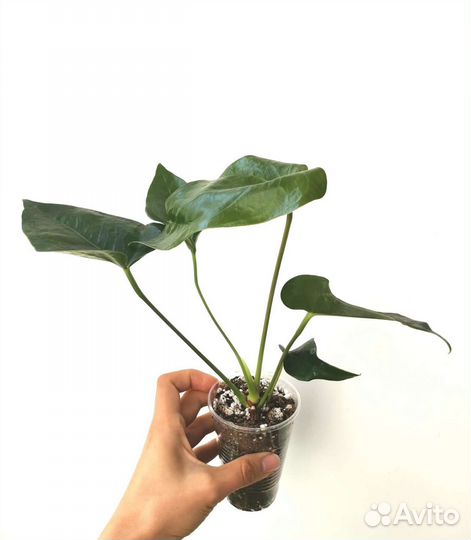 Антуриум шоколадный Эсенция