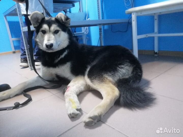 Хурма. Собака из приюта в добрые руки