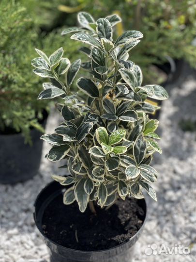 Бересклет японский вечнозелёный Браво / Bravo