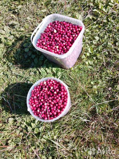 Клюква свежая