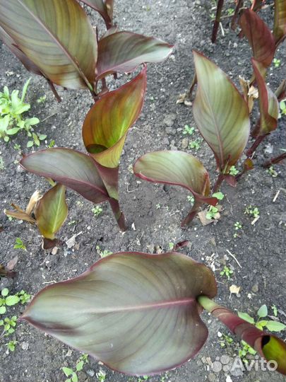 Клубни канны