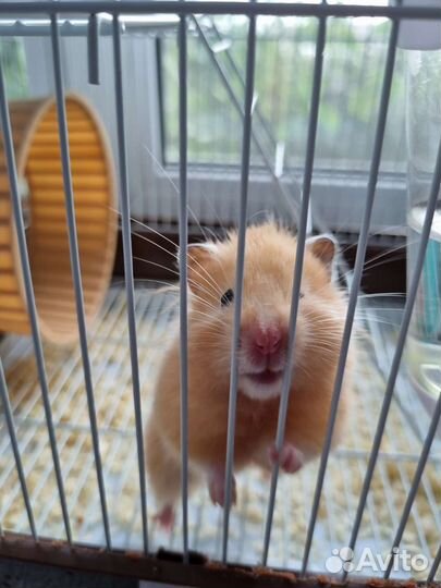 Хомяк и клетка