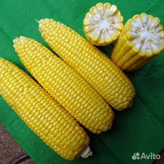 Сладкая кукуруза