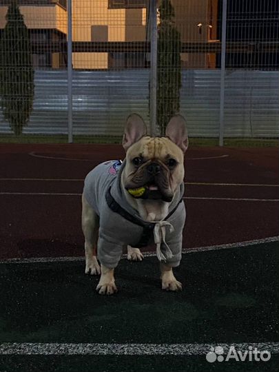Французский бульдог вязка