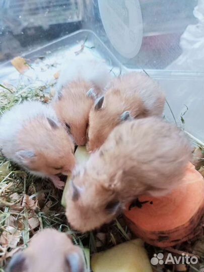 Сирийский хомяк