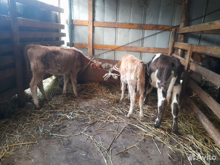 Бычки и телята