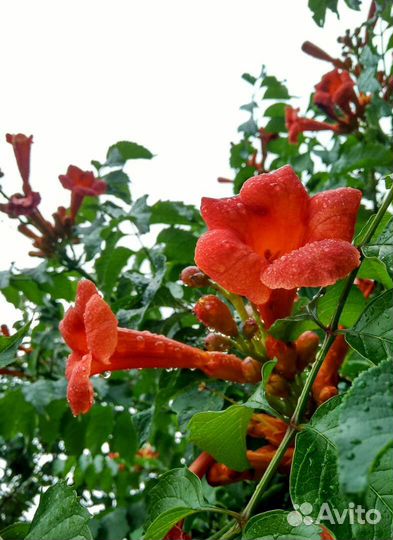 Лианы, кампсис, виноград девичий