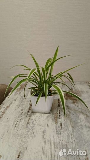 Хлорофитум