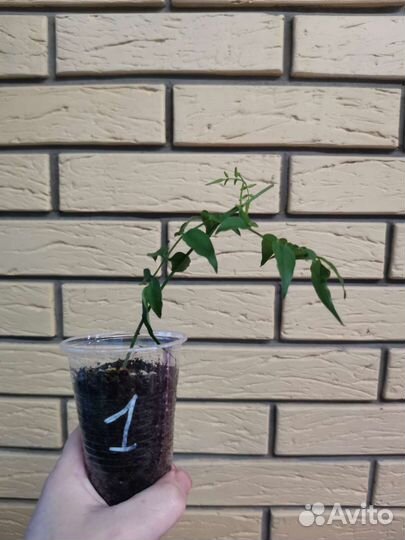 Жасмин многоцветковый