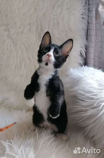 Медвежонок