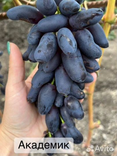 Виноград сортовой