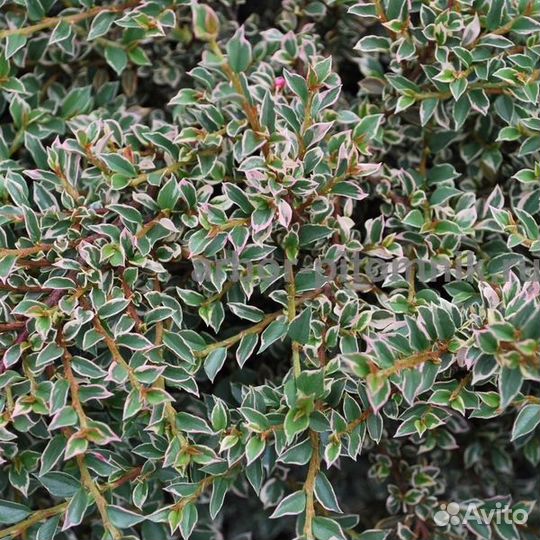 Кизильник вариегатус
