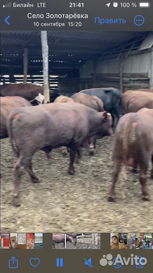 Быки с откорма