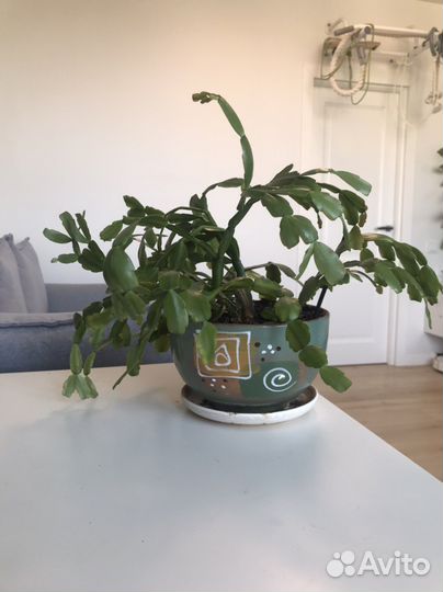 Декабрист Шлюмбергера (Зигокактус)