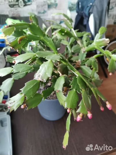 Цветок декабрист