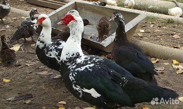 Домашние куриные яйца, утиные, инкубационные
