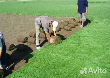 Газон рулонный