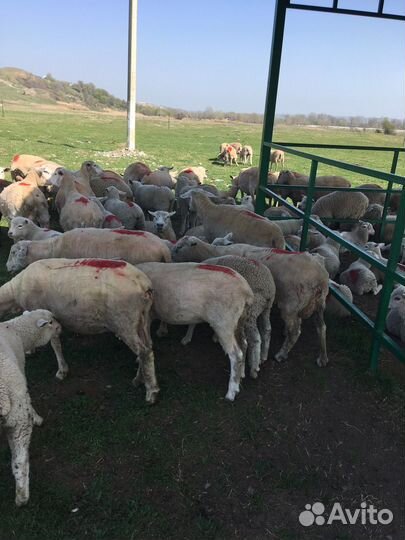 Овцы тексель