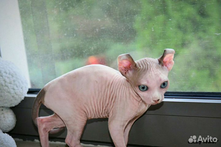 Которебенок девочка эльф