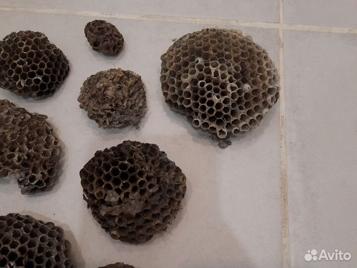 Осиное гнездо, осиный улей много 23 шт