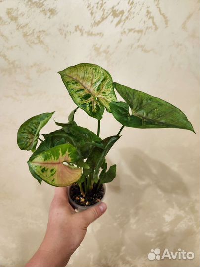 Сингониумы