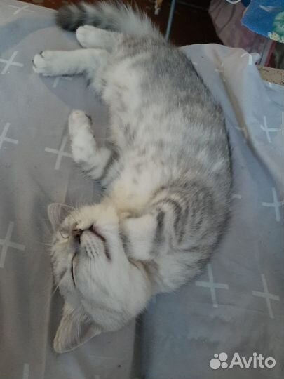 Шотландская кошечка