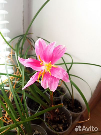 Домашние растения