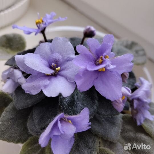 Детка сортовой фиалки