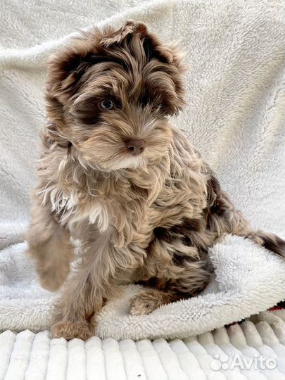 Йоркширский терьер