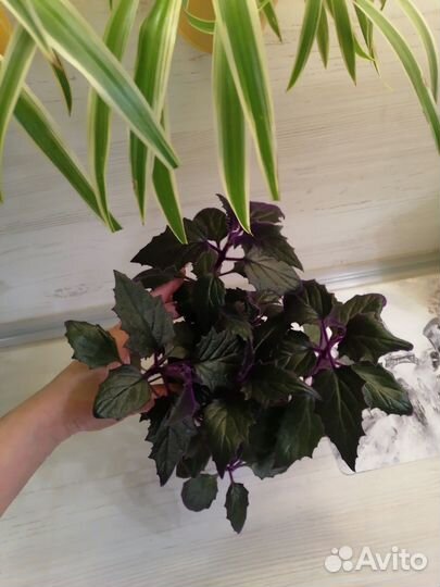 Комнатные цветы (16.03.24 обнавлен)