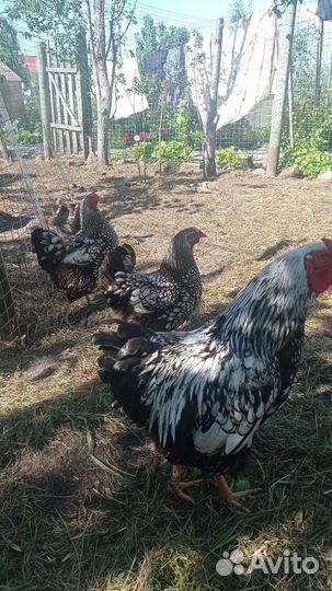Куры несушки
