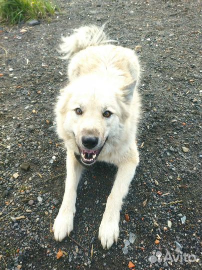 Метис самоеда