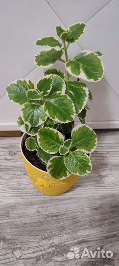 Плектрантус (комнатная мята) 23.07.23г