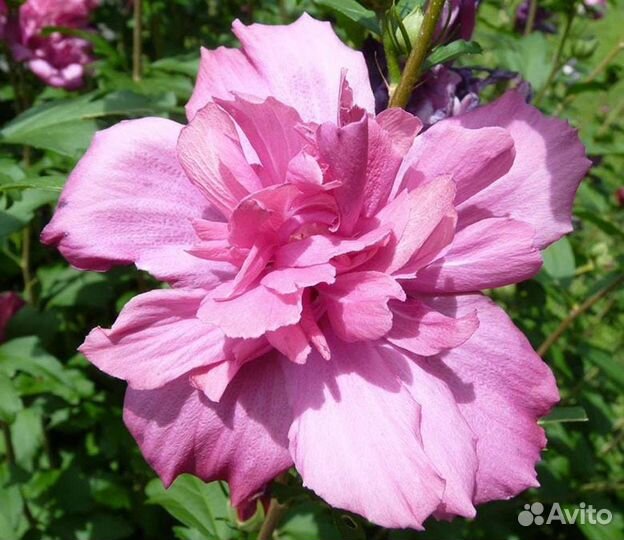 Гибискусы махровые