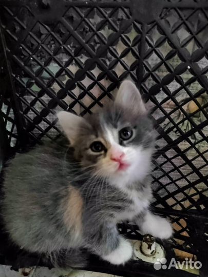 Котята от домашней кошки