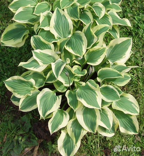 Хосты,клематисы,каллы,сныть пёстролистная и другое