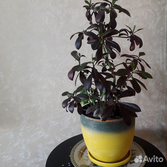 Цветок Synadenium Rubra