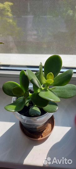 Толстянка (денежное дерево)