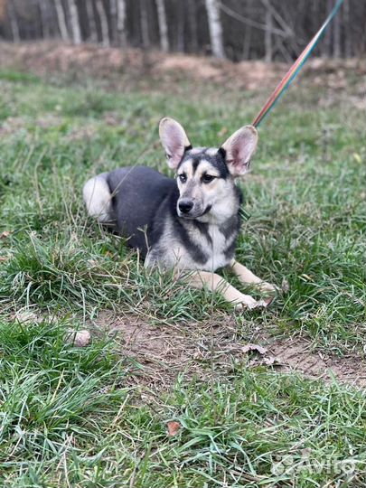 Щенок в добрые руки