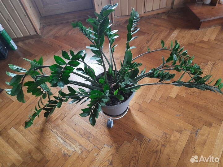 Замиокулькас