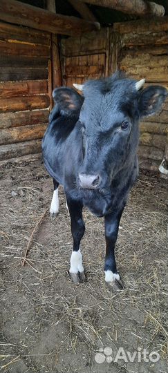 Телка 1.5 года