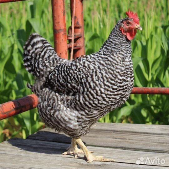 Куры молодки